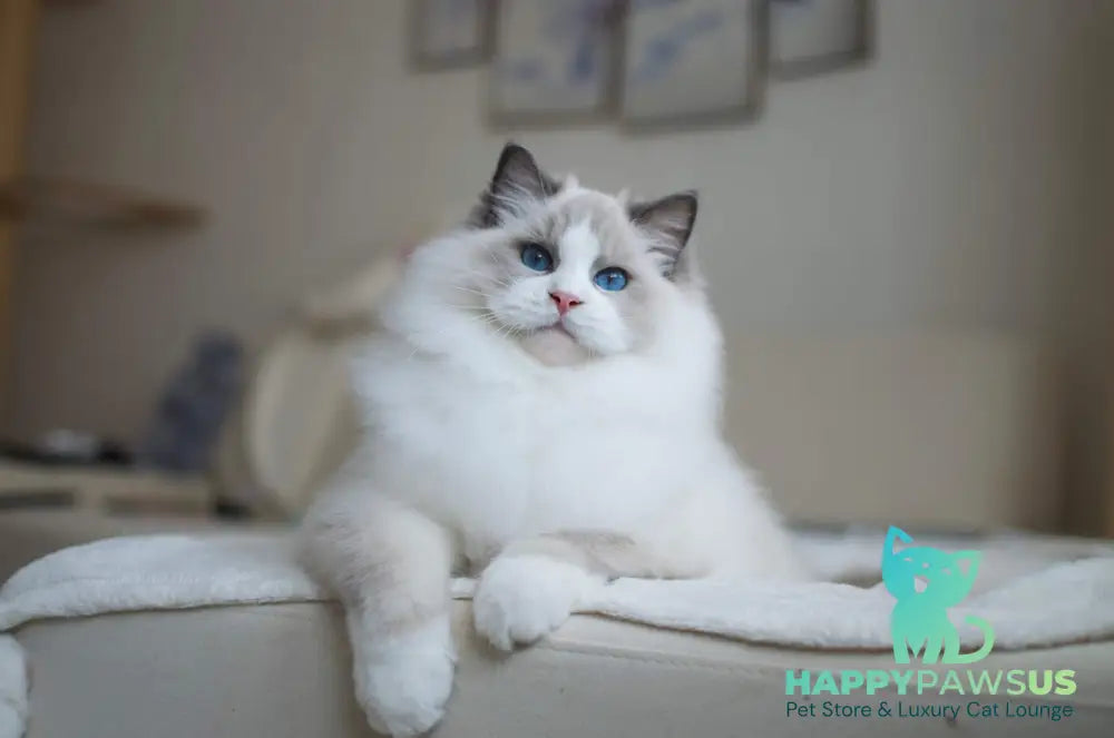 Stacy Ragdoll female blue bicolour live animals