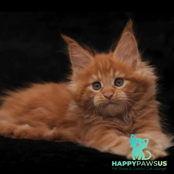 Stafy Maine Coon female red - live animals