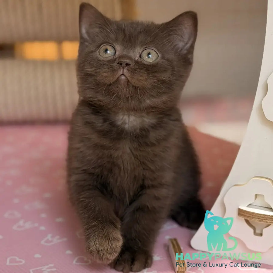 Stanley British Shorthair male chocolate - live animals