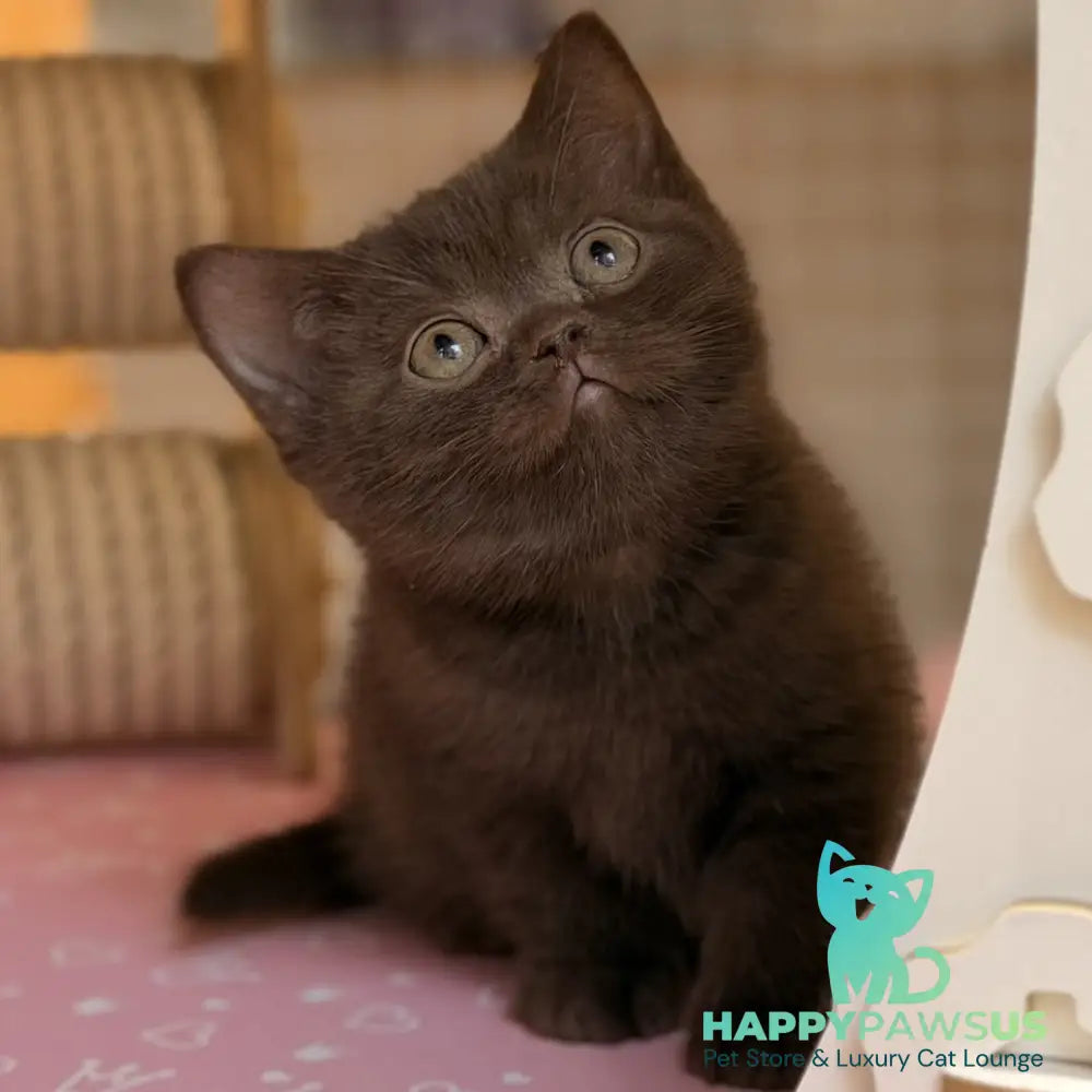 Stanley British Shorthair male chocolate - live animals