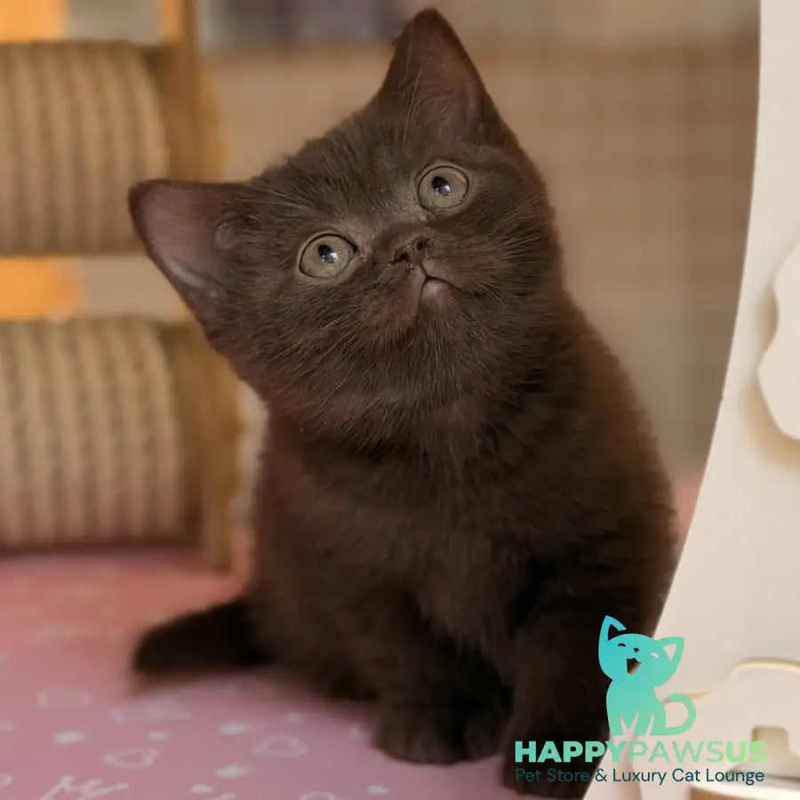 Stanley British Shorthair male chocolate - live animals