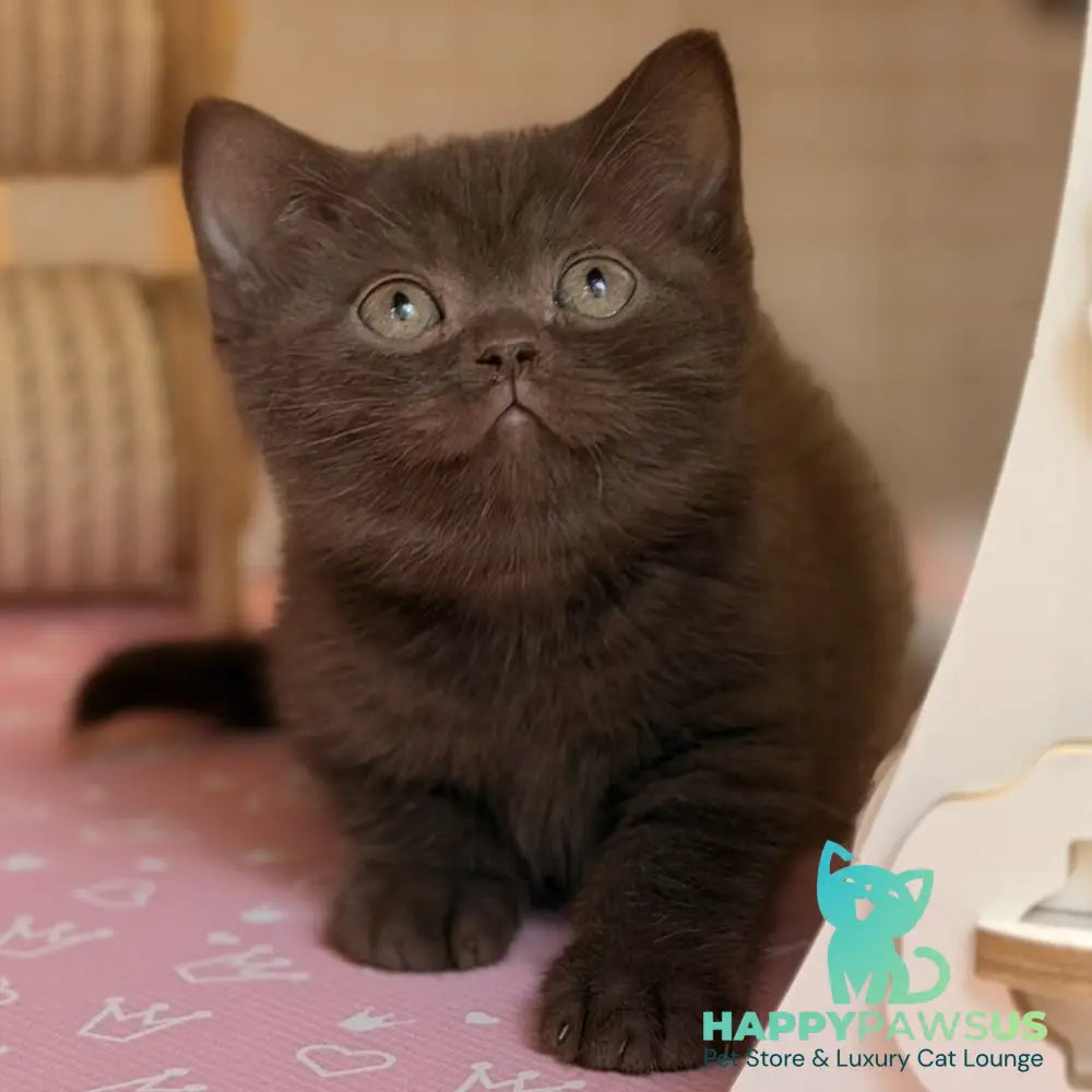 Stanley British Shorthair male chocolate - live animals
