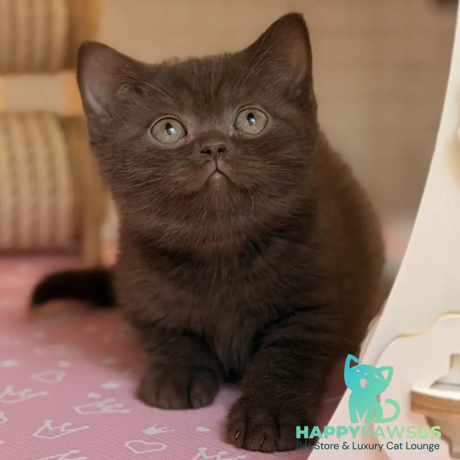 Stanley British Shorthair male chocolate - live animals