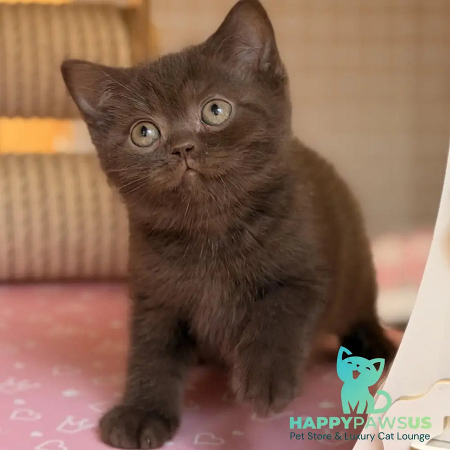 Stanley British Shorthair male chocolate - live animals