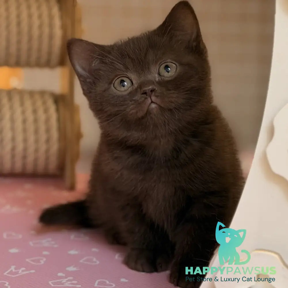 Stanley British Shorthair male chocolate - live animals