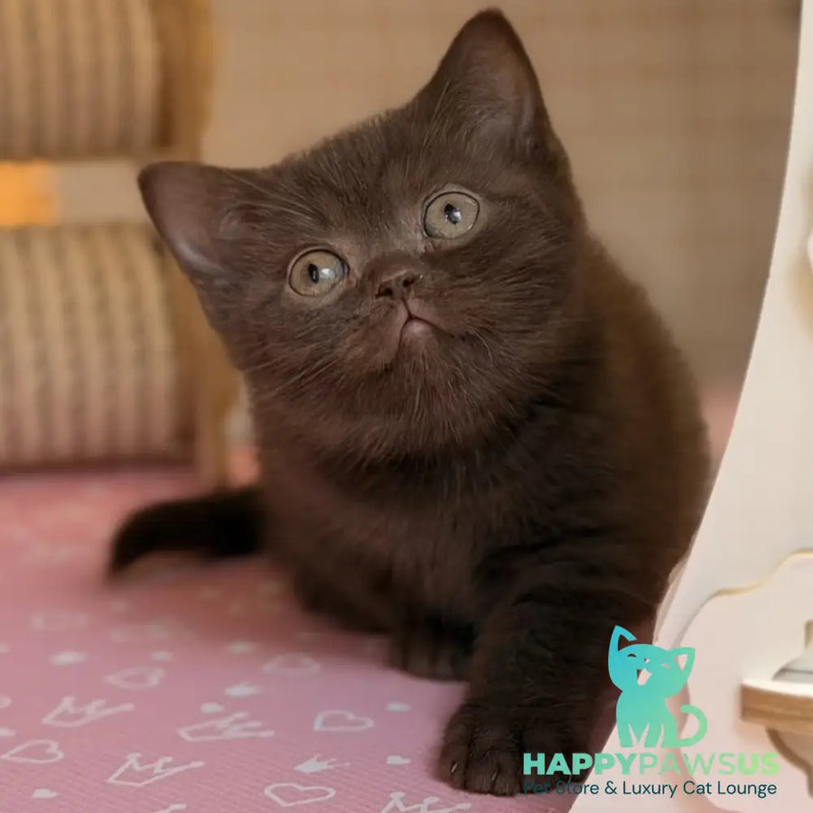 Stanley British Shorthair male chocolate - live animals