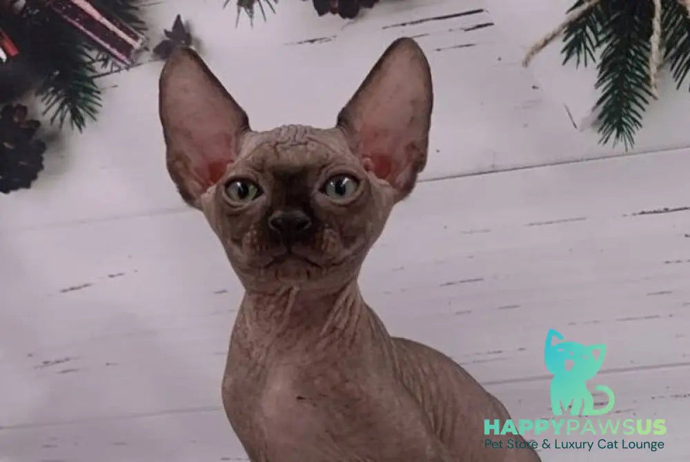 Stas Canadian Sphynx male black live animals