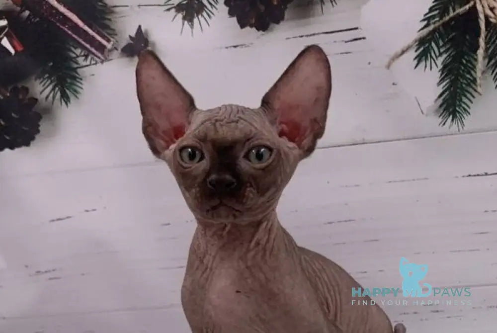 Stas Canadian Sphynx male black live animals