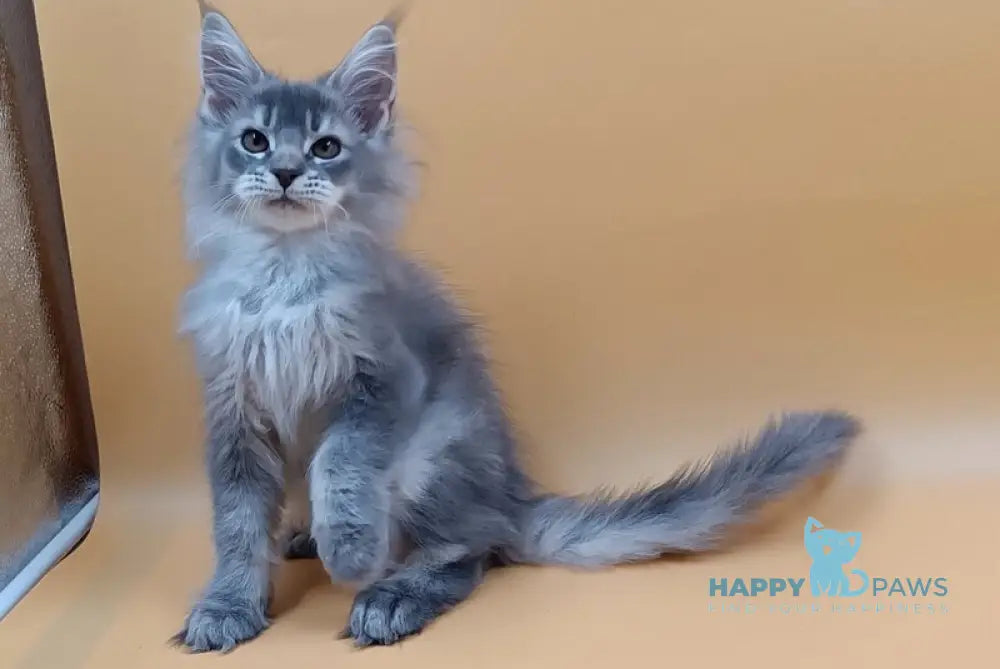 Stas Maine Coon male blue silver ticked tabby live animals