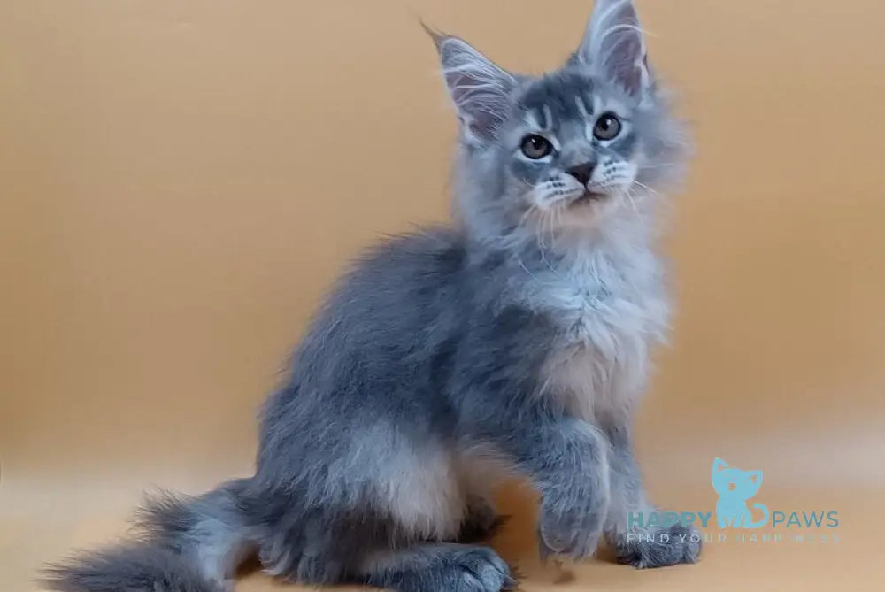 Stas Maine Coon male blue silver ticked tabby live animals