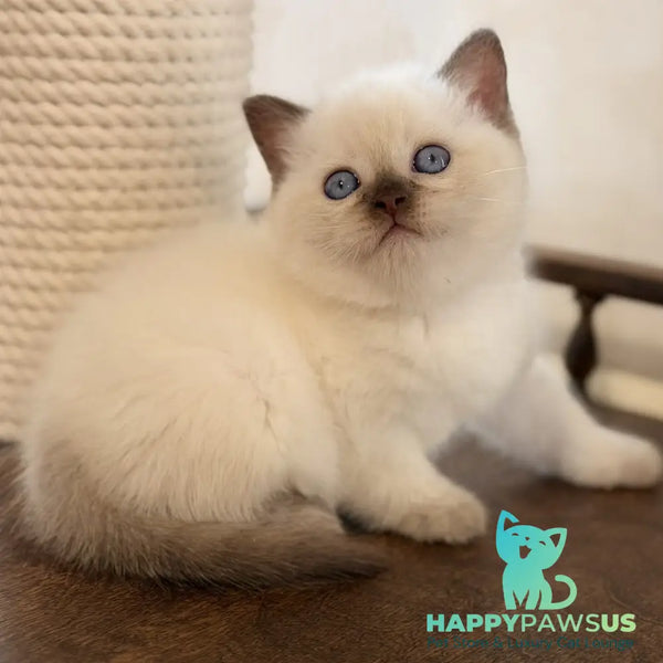 Statham British Shorthair male chocolate pointed - live animals