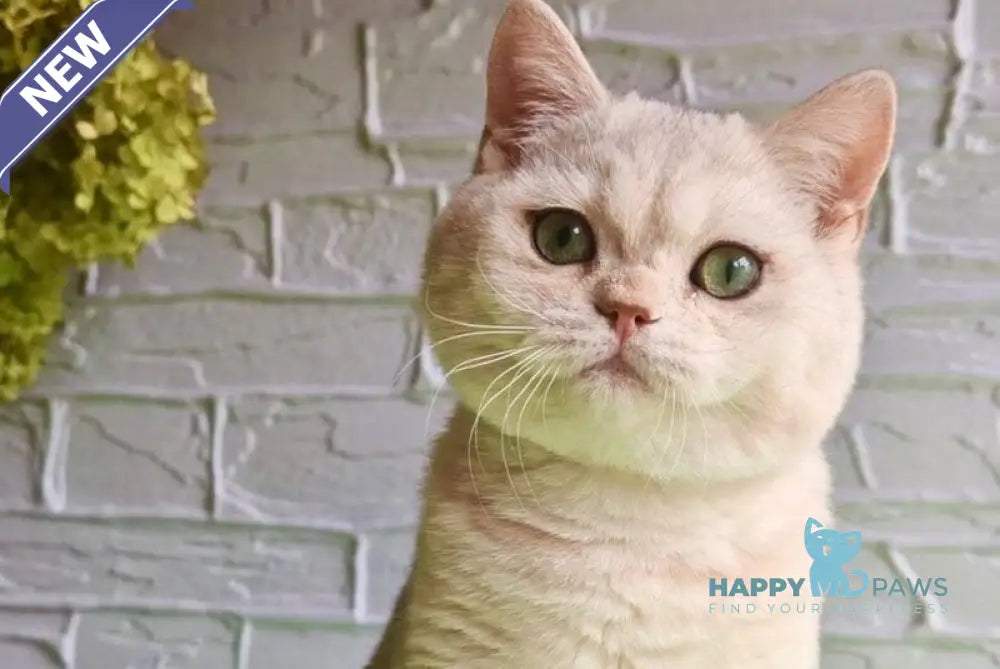 Stefan British Shorthair male black silver shaded live animals