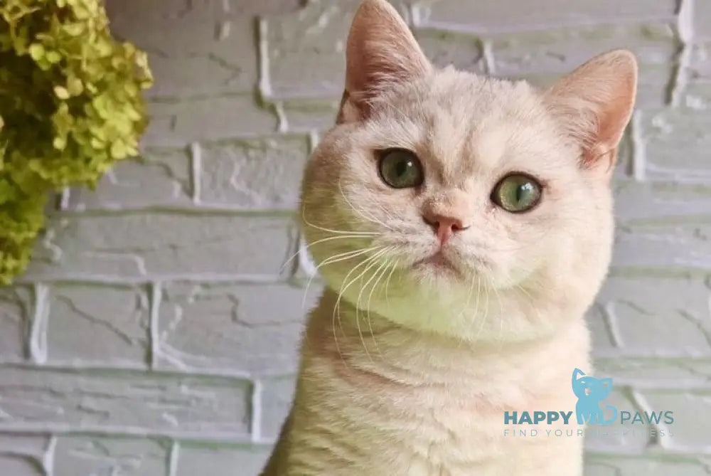 Stefan British Shorthair male black silver shaded live animals
