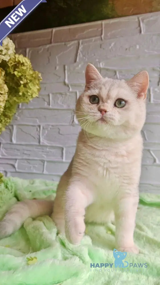 Stefan British Shorthair male black silver shaded live animals