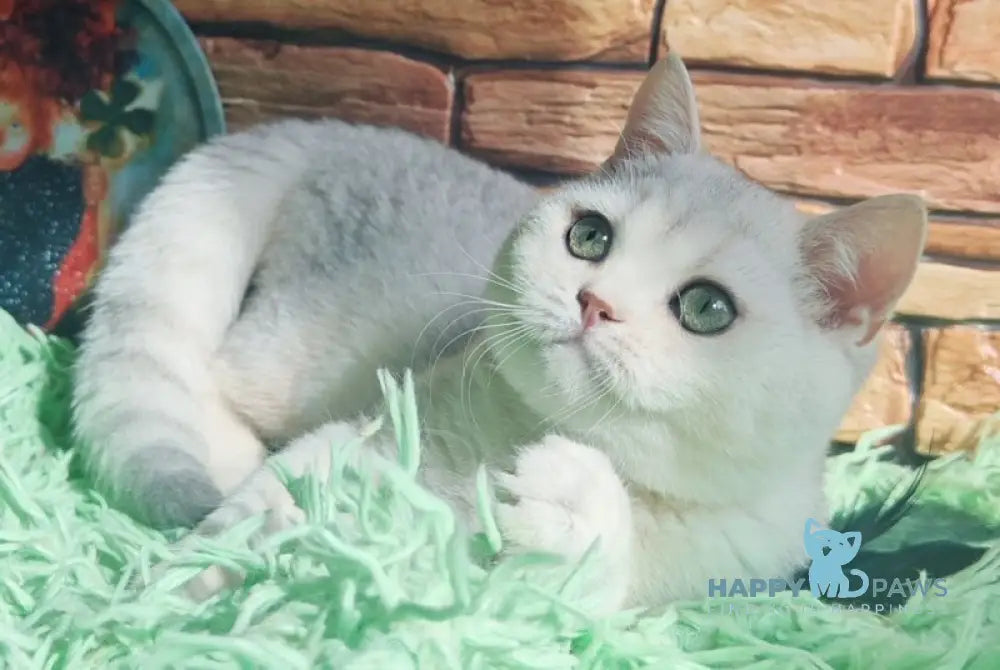 Stefan British Shorthair male black silver shaded live animals