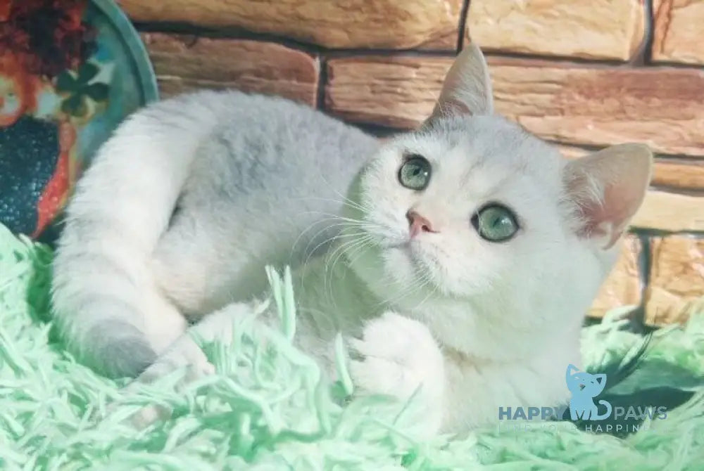 Stefan British Shorthair male black silver shaded live animals