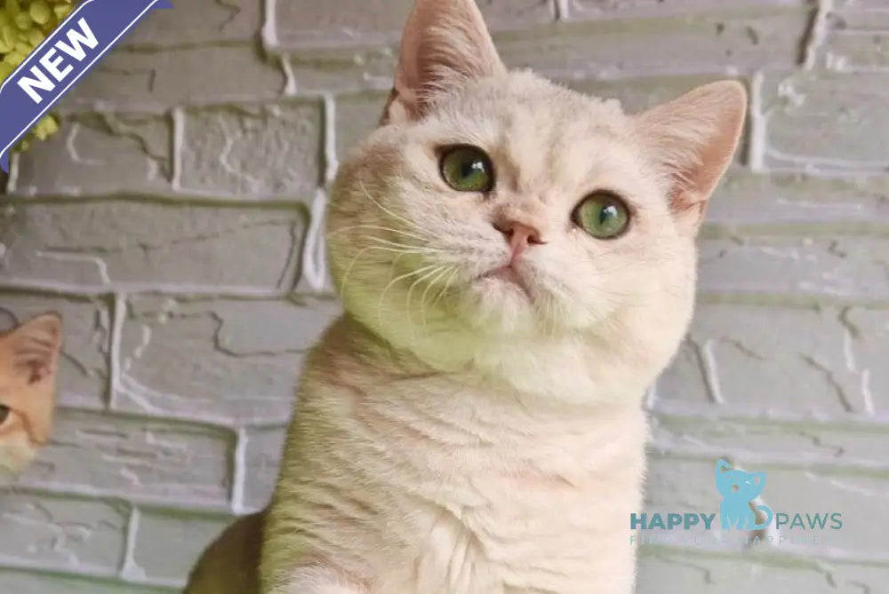 Stefan British Shorthair male black silver shaded live animals