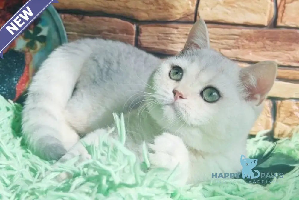 Stefan British Shorthair male black silver shaded live animals