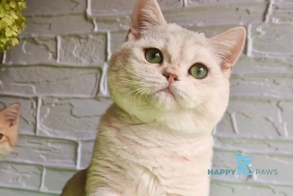 Stefan British Shorthair male black silver shaded live animals