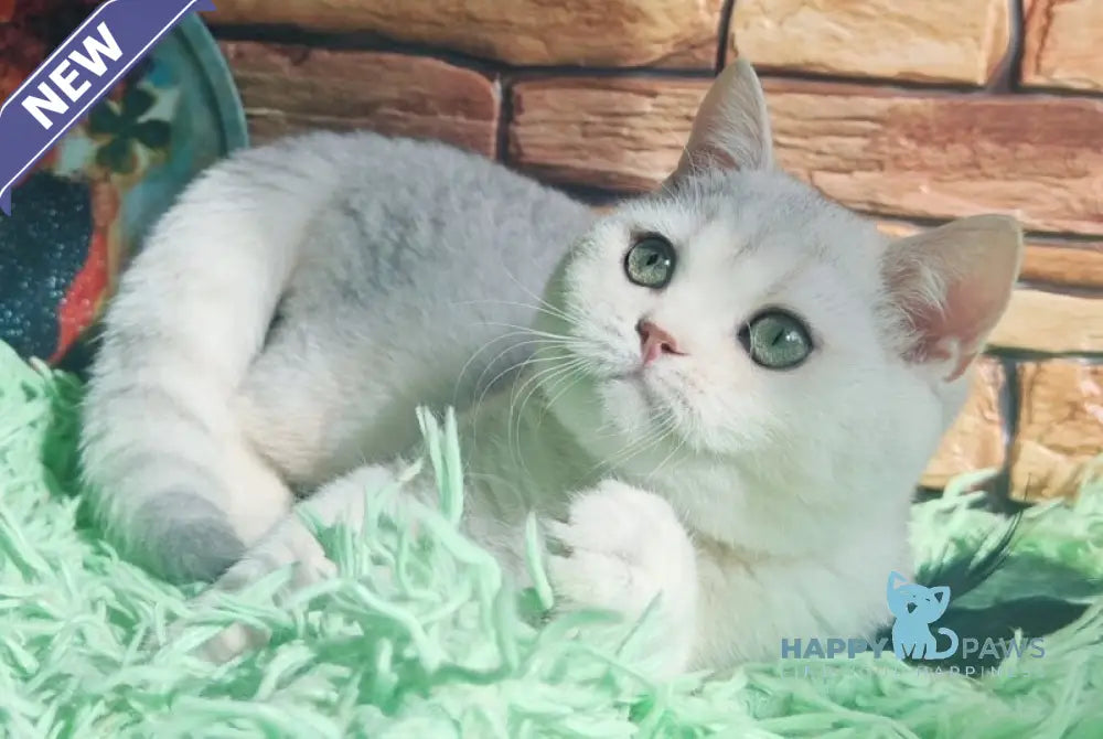 Stefan British Shorthair male black silver shaded live animals