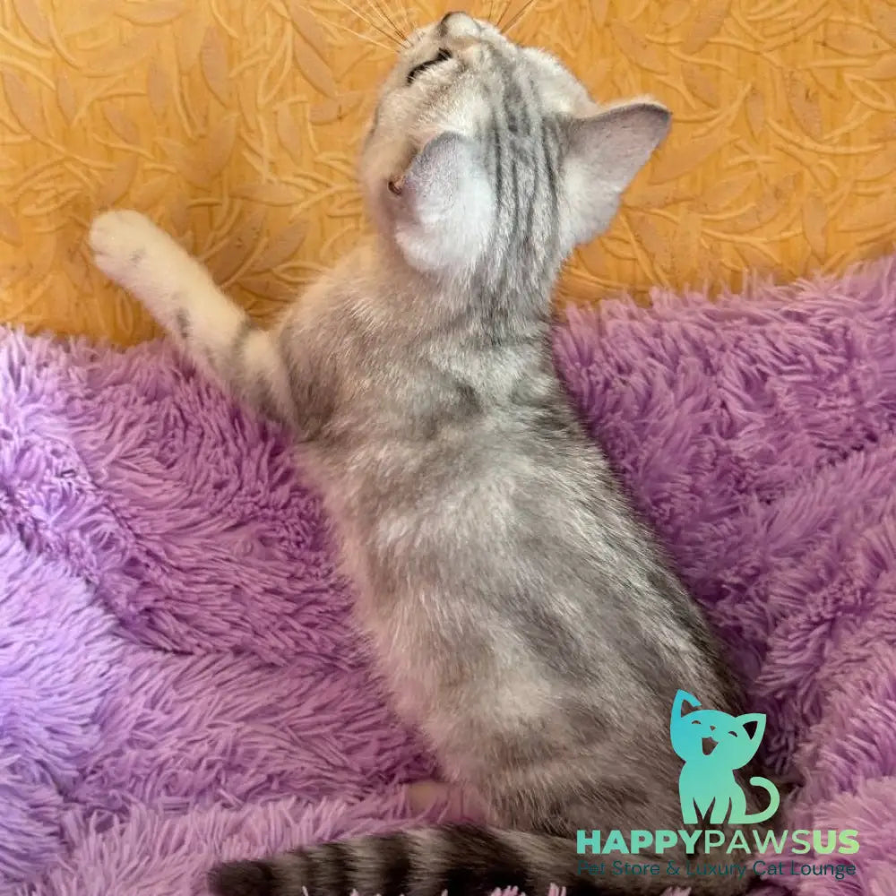 Stefani British Shorthair female black silver tabby - live animals