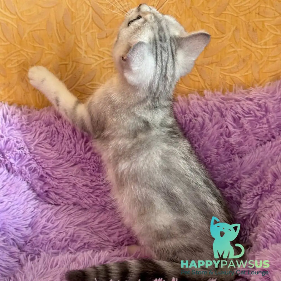 Stefani British Shorthair female black silver tabby - live animals