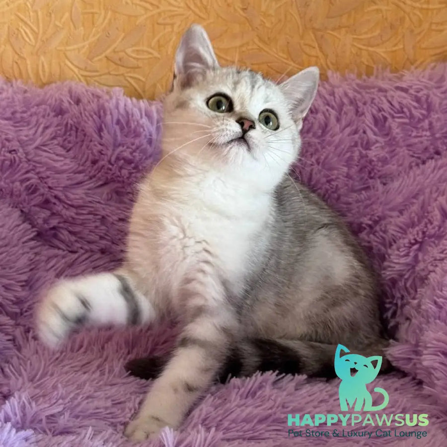 Stefani British Shorthair female black silver tabby - live animals