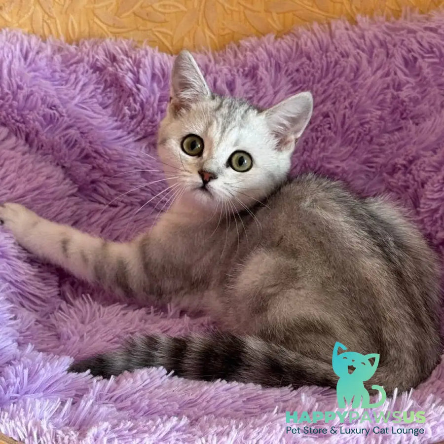Stefani British Shorthair female black silver tabby - live animals