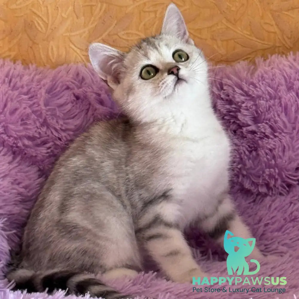 Stefani British Shorthair female black silver tabby - live animals