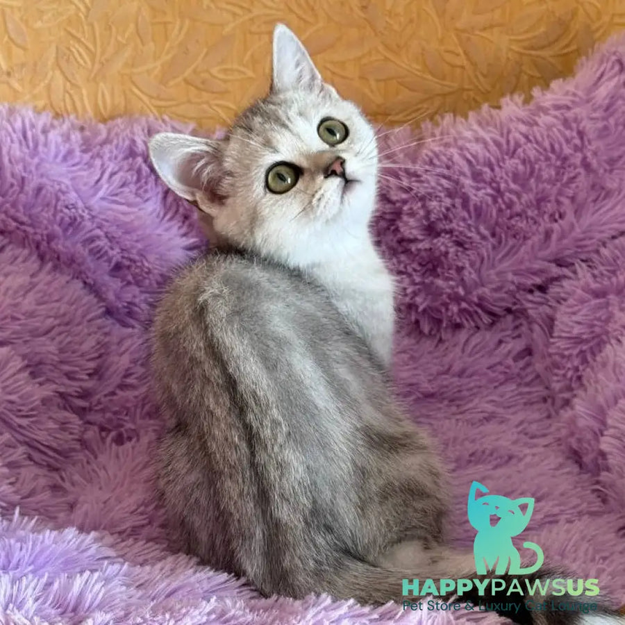 Stefani British Shorthair female black silver tabby - live animals