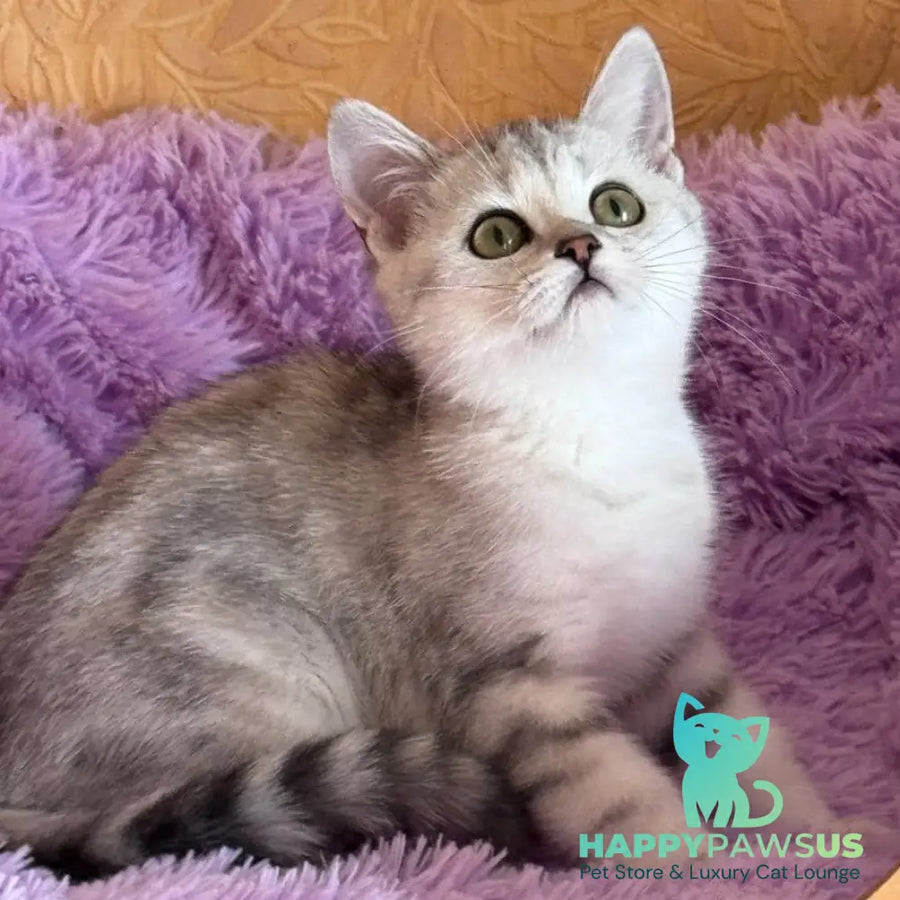Stefani British Shorthair female black silver tabby - live animals