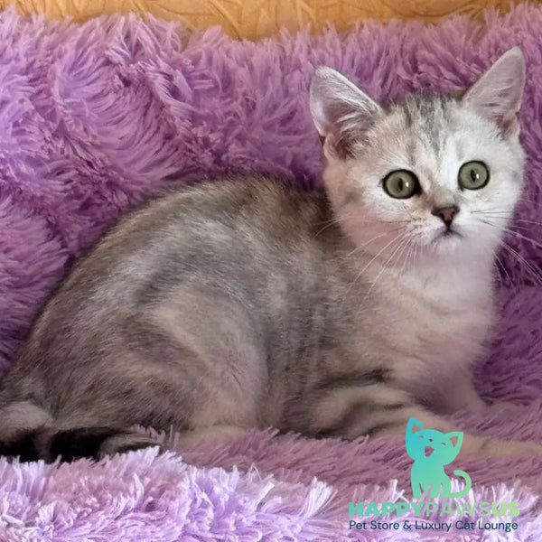 Stefani British Shorthair female black silver tabby - live animals