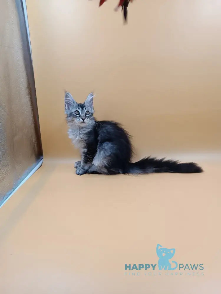 Stefania Maine Coon female black silver ticked tabby live animals