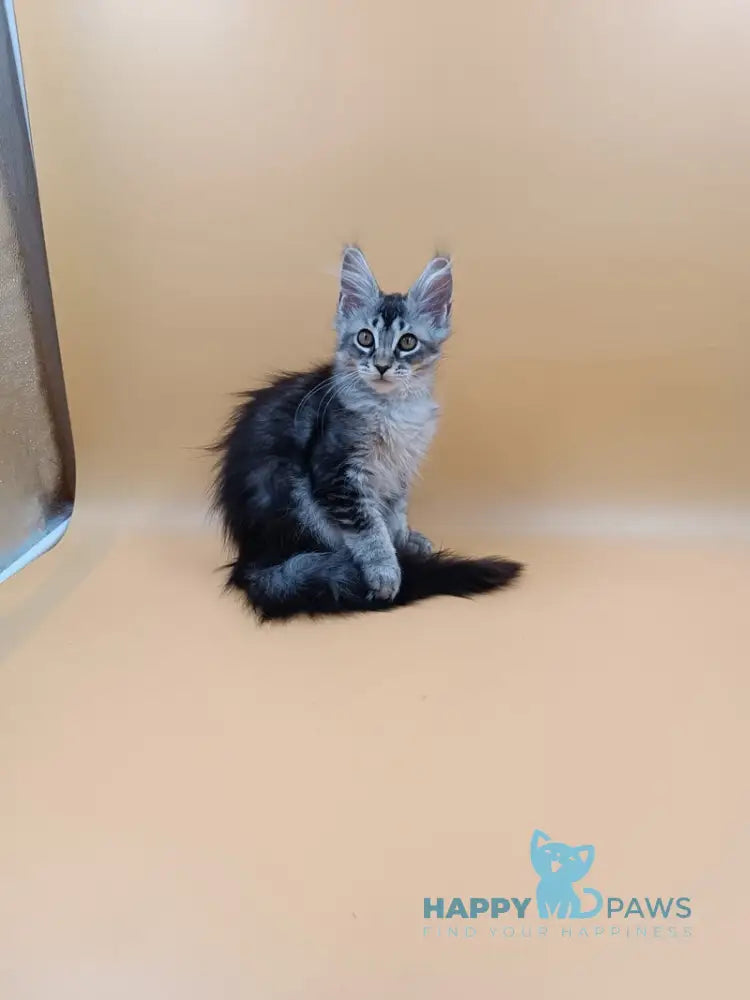 Stefania Maine Coon female black silver ticked tabby live animals