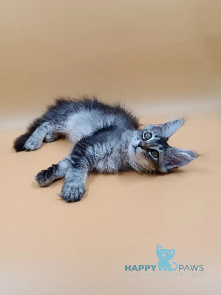 Stefania Maine Coon female black silver ticked tabby live animals