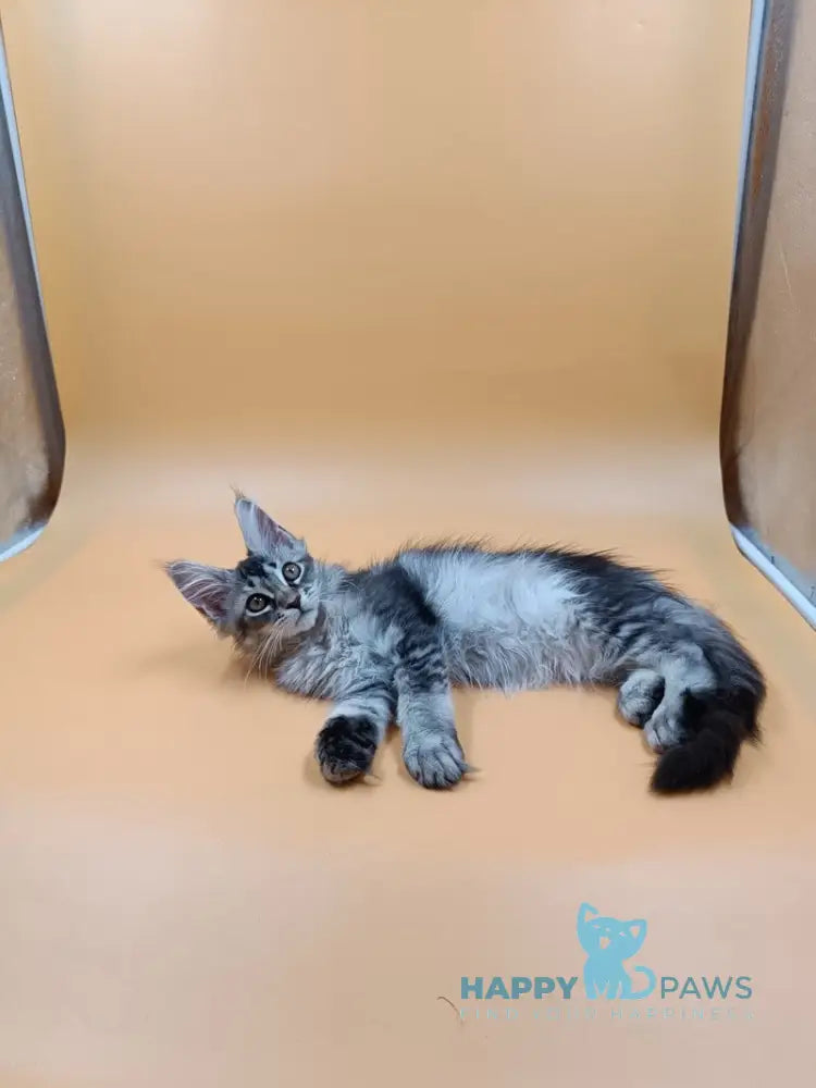 Stefania Maine Coon female black silver ticked tabby live animals