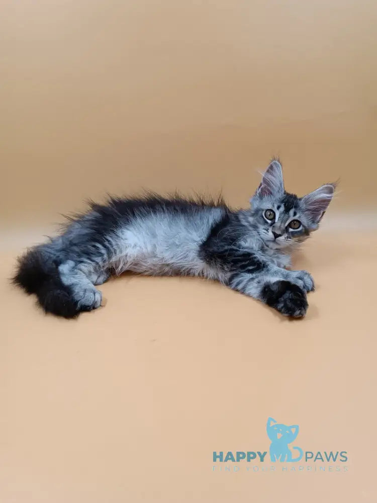 Stefania Maine Coon female black silver ticked tabby live animals