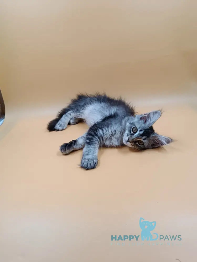 Stefania Maine Coon female black silver ticked tabby live animals