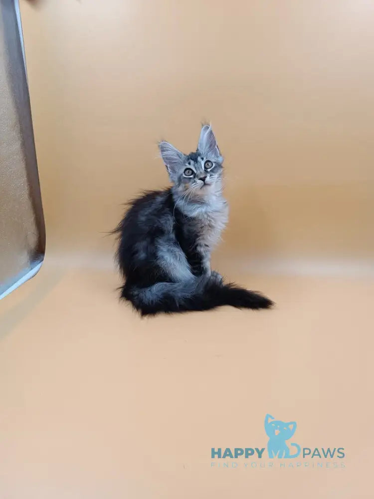 Stefania Maine Coon female black silver ticked tabby live animals