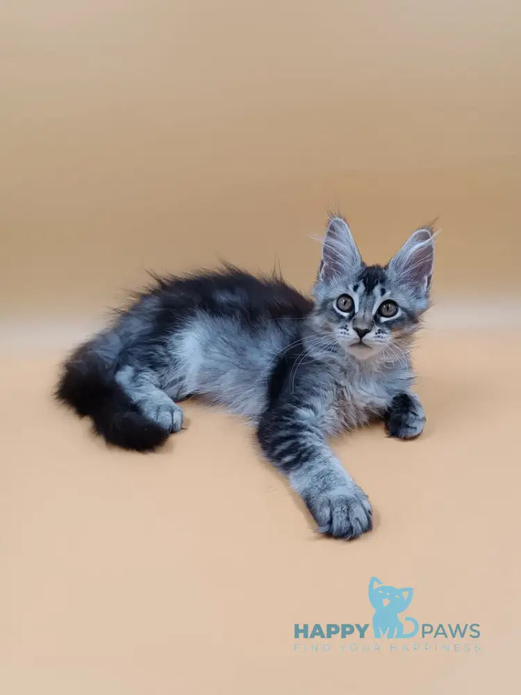 Stefania Maine Coon female black silver ticked tabby live animals
