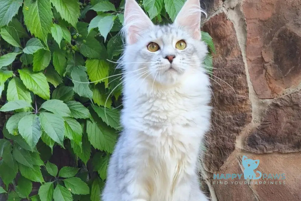 Stefanie Maine Coon female black silver spotted tabby live animals