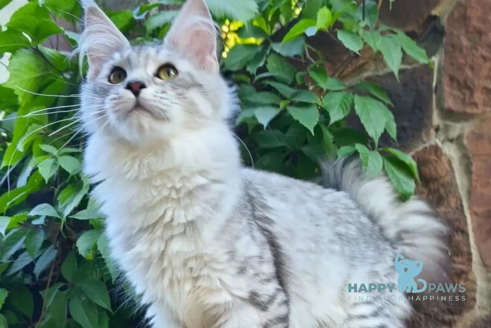 Stefanie Maine Coon female black silver spotted tabby live animals