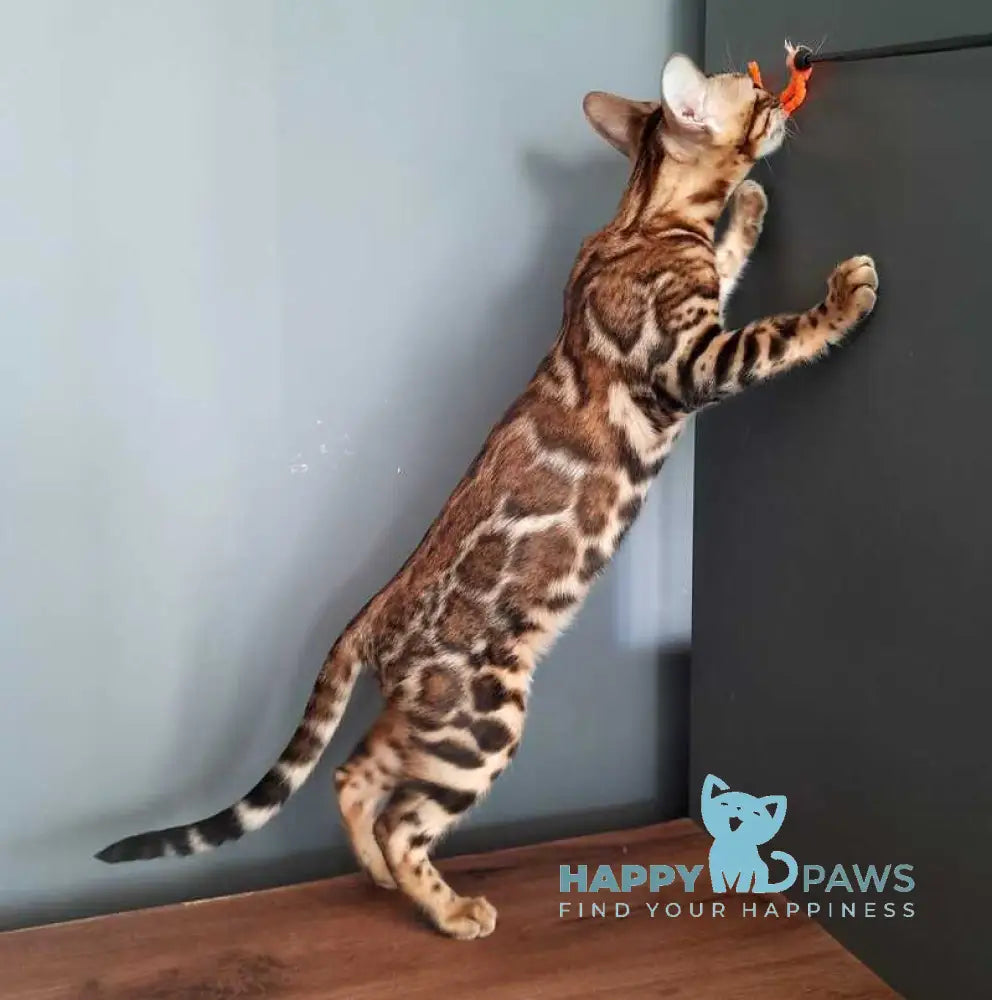 Stefany Bengal female black spotted tabby live animals