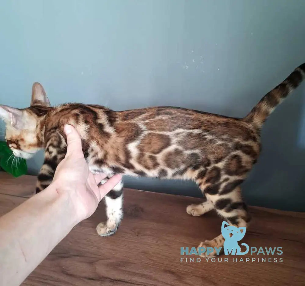 Stefany Bengal female black spotted tabby live animals