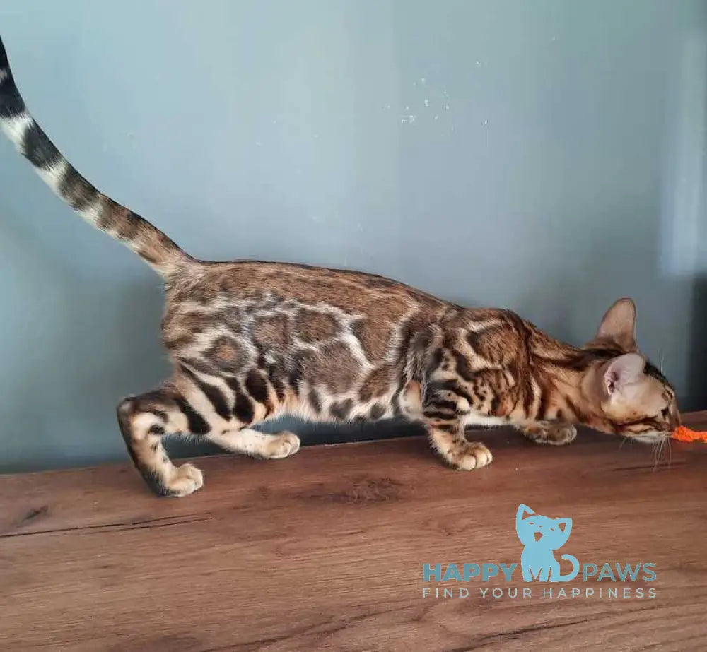 Stefany Bengal female black spotted tabby live animals