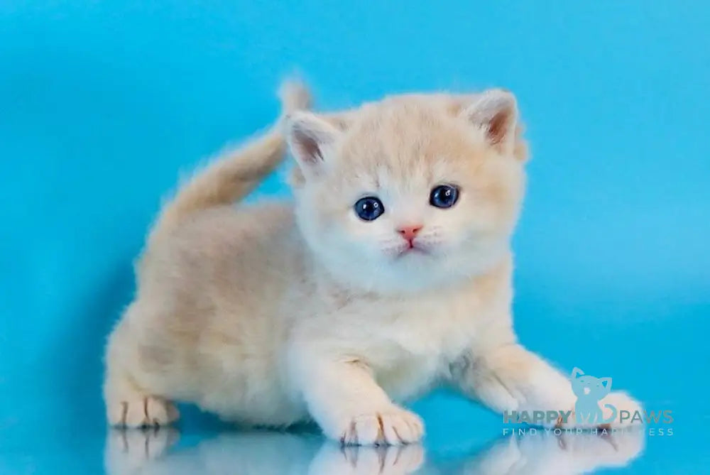 Steffy British Shorthair female blue golden chinchilla live animals