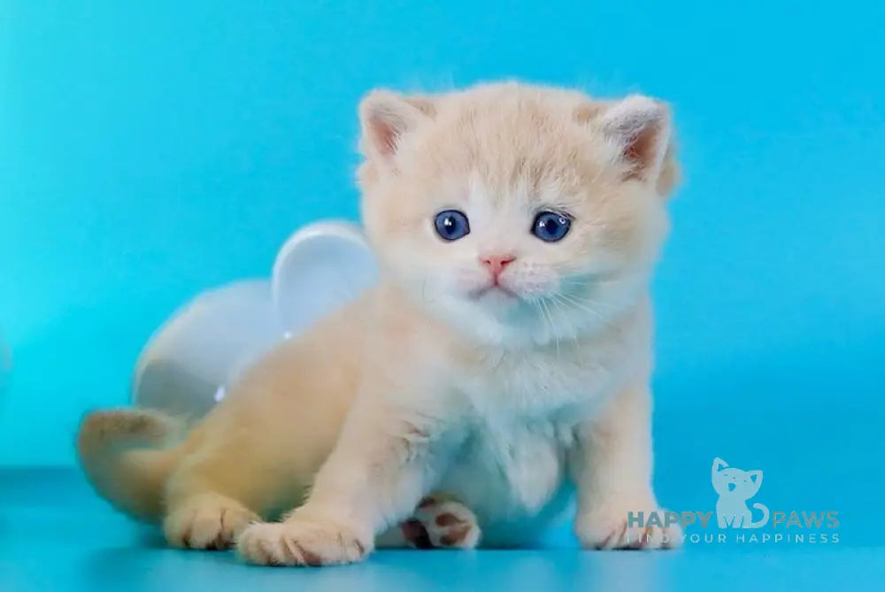 Steffy British Shorthair female blue golden chinchilla live animals