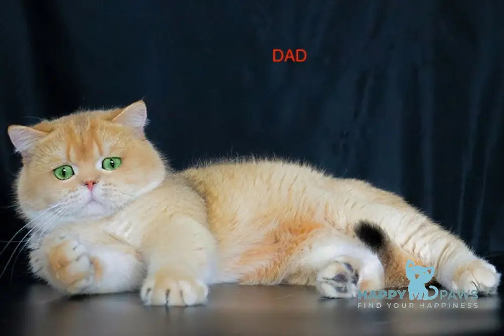 Steffy British Shorthair female blue golden chinchilla live animals