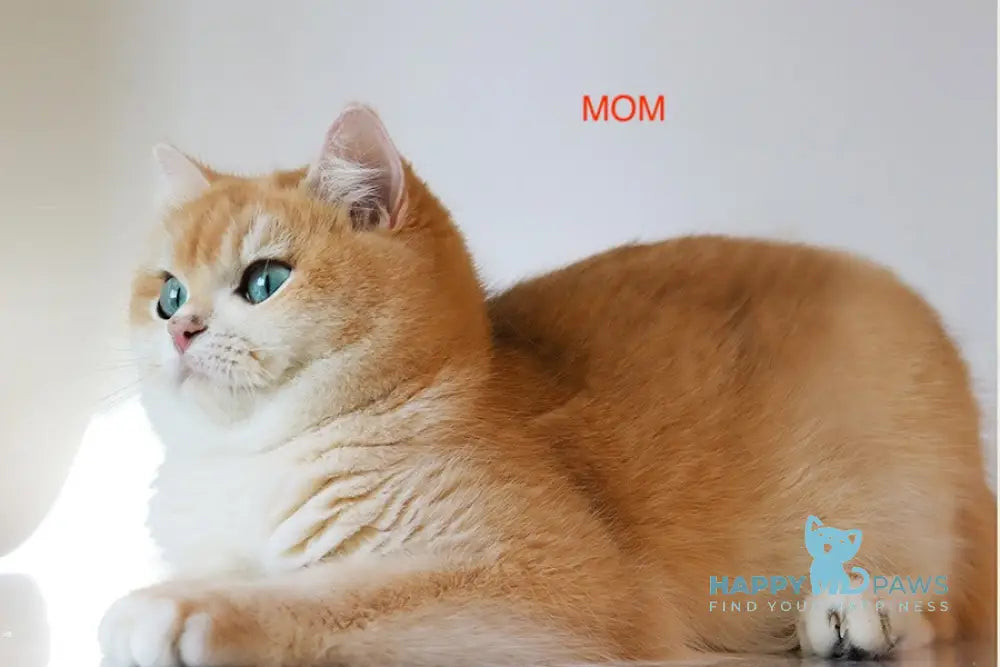 Steffy British Shorthair female blue golden chinchilla live animals