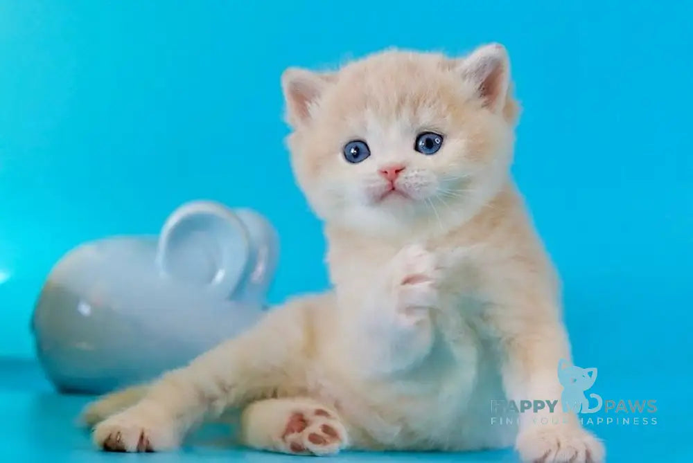 Steffy British Shorthair female blue golden chinchilla live animals